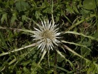 Carlina acaulis ssp acaulis 2, Saxifraga-Willem van Kruijsbergen