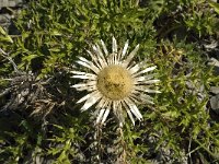 Carlina acaulis ssp acaulis 5, Saxifraga-Jan van der Straaten