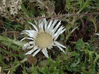 Carlina acaulis ssp acaulis 6, Saxifraga-Jan van der Straaten.