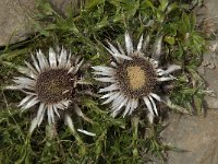 Carlina acaulis ssp caulescens 2, Saxifraga-Willem van Kruijsbergen