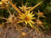 Carlina racemosa