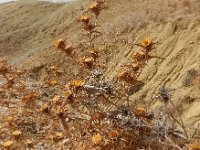 Carlina racemosa 5, Saxifraga-Ed Stikvoort