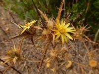 Carlina racemosa 7, Saxifraga-Ed Stikvoort