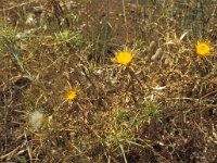 Carlina racemosa 8, Saxifraga-Piet Zomerdijk