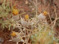 Carlina xeranthemoides 10, Saxifraga-Ed Stikvoort