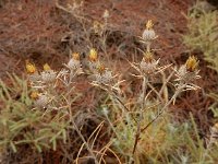 Carlina xeranthemoides 2, Saxifraga-Ed Stikvoort