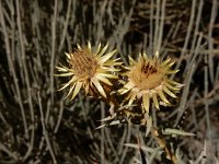 Carlina xeranthemoides 3, Saxifraga-Ed Stikvoort