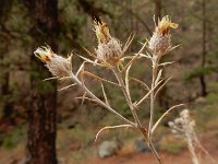 Carlina xeranthemoides 4, Saxifraga-Ed Stikvoort