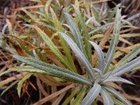 Carlina xeranthemoides 5, Saxifraga-Ed Stikvoort