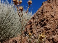 Carlina xeranthemoides 6, Saxifraga-Ed Stikvoort