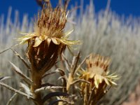 Carlina xeranthemoides 9, Saxifraga-Ed Stikvoort