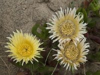 Carpobrotus edulis 10, Saxifraga-Willem van Kruijsbergen