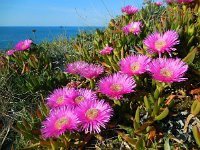 Carpobrotus edulis 13, Saxifraga-Ed Stikvoort