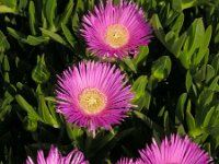 Carpobrotus edulis 17, Saxifraga-Ed Stikvoort