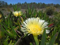 Carpobrotus edulis 19, Saxifraga-Ed Stikvoort