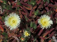 Carpobrotus edulis 2, Saxifraga-Jan van der Straaten