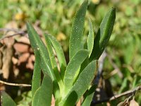 Carpobrotus edulis 21, Saxifraga-Sonja Bouwman  Hottentotvijg - Carpobrotus edulis - Aizoaceae familie