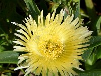 Carpobrotus edulis 22, Saxifraga-Sonja Bouwman  Hottentotvijg - Carpobrotus edulis - Aizoaceae familie; Vale da Telha, Sagres, Cabo de Sao Vicente, Praia da Boca do Rio (Pt)