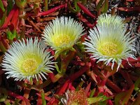 Carpobrotus edulis 32, Saxifraga-Hans Grotenhuis
