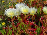 Carpobrotus edulis 34, Saxifraga-Hans Grotenhuis