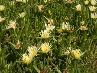 Carpobrotus edulis 4, Saxifraga-Jan van der Straaten