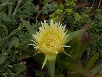 Carpobrotus edulis 7, Saxifraga-Willem van Kruijsbergen