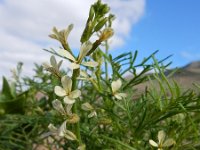 Carrichtera annua 3, Saxifraga-Ed Stikvoort