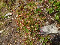 Cassiope hypnoides 5, Saxifraga-Hans Grotenhuis