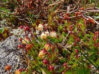 Cassiope hypnoides 7, Saxifraga-Hans Grotenhuis