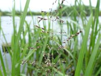 Catabrosa aquatica 9, Watergras, Saxifraga-Jelle van Dijk