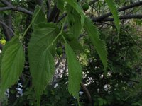 Celtis australis 3, Saxifraga-Rutger Barendse