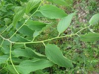 Celtis australis 4, Saxifraga-Rutger Barendse