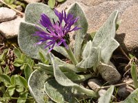 Centaurea achtarovi 4, Saxifraga-Harry Jans  Centaurea achtarovii