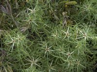 Centaurea calcitrapa 9, Kalketrip, Saxifraga-Jan van der Straaten