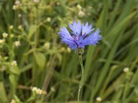 Centaurea cyanus 11, Korenbloem, Saxifraga-Jan van der Straaten