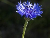 Centaurea cyanus 12, Korenbloem, Saxifraga-Jan van der Straaten