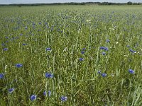 Centaurea cyanus 15, Korenbloem, Saxifraga-Jan van der Straaten