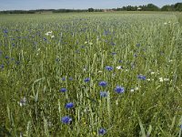 Centaurea cyanus 16, Korenbloem, Saxifraga-Jan van der Straaten