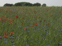 Centaurea cyanus 18, Korenbloem, Saxifraga-Rob Felix : Plantae, Plants, planten