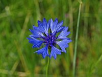 Centaurea cyanus 2, Korenbloem, Saxifraga-Hans Dekker