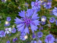 Centaurea cyanus 20, Korenbloem, Saxifraga-Rudmer Zwerver