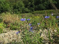 Centaurea cyanus 22, Korenbloem, Saxifraga-Rutger Barendse