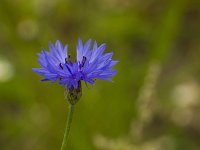 Korenbloem  Centaurea cyanus