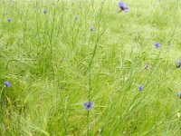 Centaurea cyanus 30, Korenbloem, Saxifraga-Rutger Barendse