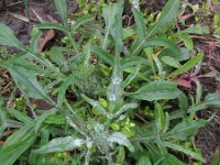 Centaurea cyanus 32, Korenbloem, Saxifraga-Rutger Barendse