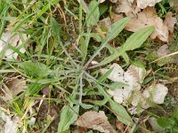 Centaurea cyanus 33, Korenbloem, Saxifraga-Rutger Barendse