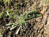 Centaurea cyanus 34, Korenbloem, Saxifraga-Rutger Barendse