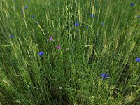 Centaurea cyanus 38, Korenbloem, Saxifraga-Hans Boll