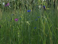 Centaurea cyanus 39, Korenbloem, Saxifraga-Hans Boll