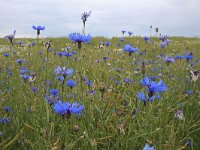 Centaurea cyanus 41, Korenbloem, Saxifraga-Jeroen Willemsen